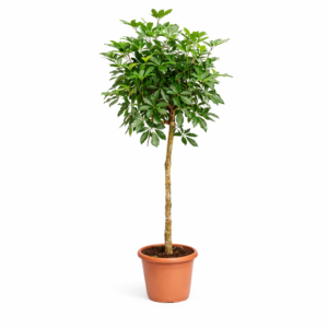 Schefflera (Vingerplant) op stam – 170 cm