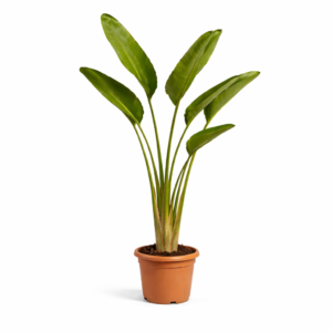 Plantaardigste Strelitzia Augusta (Reuzen Paradijsvogelbloem) -  Plantaardigste