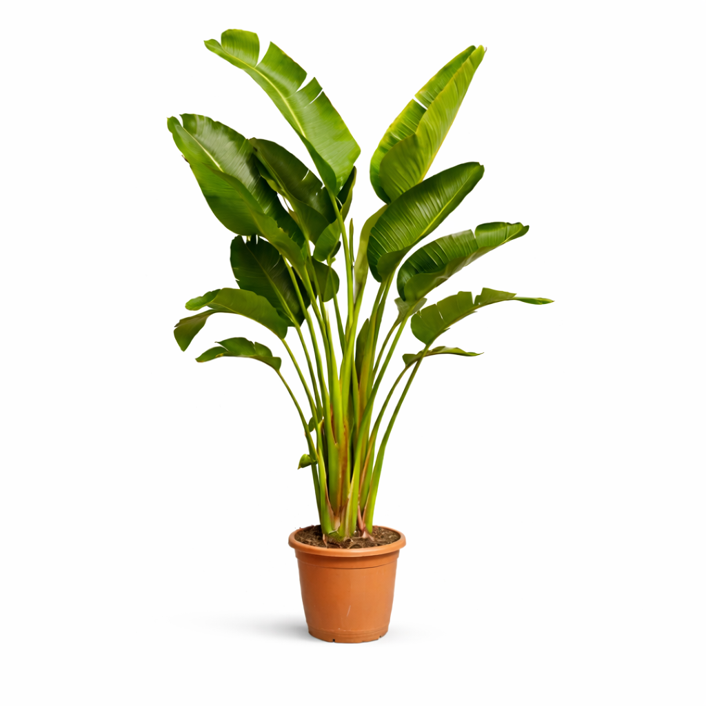 Plantaardigste Strelitzia Nicolai (Witte Paradijsvogelbloem) -  Plantaardigste