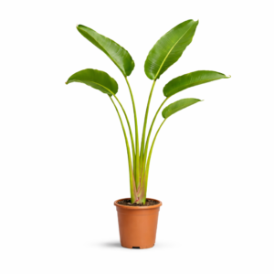 Strelitzia Augusta (Paradijsvogelplant) – 160 cm