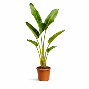 Strelitzia Augusta – 210 cm
