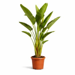 Strelitzia Augusta – 225 cm