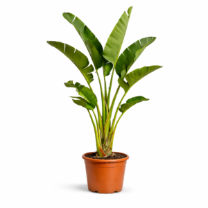 Strelitzia Augusta – 250 cm