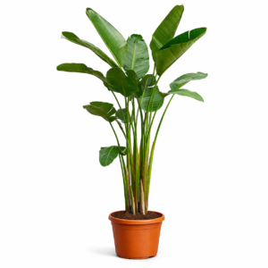 Strelitzia Augusta – 250 cm_2