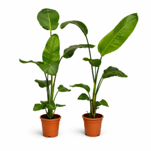 Strelitzia Nicolai 2x – 100 cm