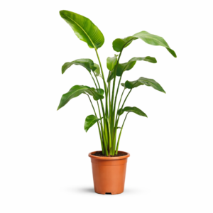 Strelitzia Nicolai – 150 cm