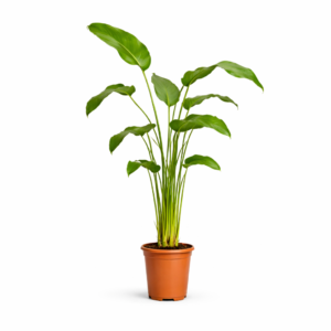Strelitzia Nicolai – 170 cm
