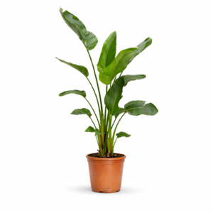 Strelitzia Nicolai – 250 cm