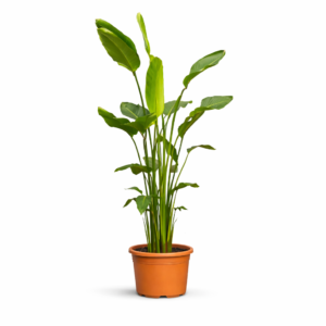 Strelitzia Nicolai – 250 cm_1