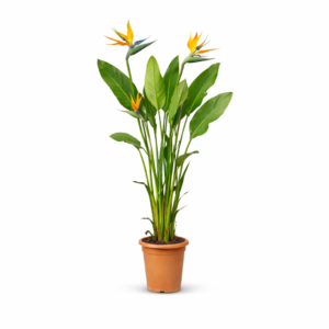 Strelitzia Reginae – 120 cm