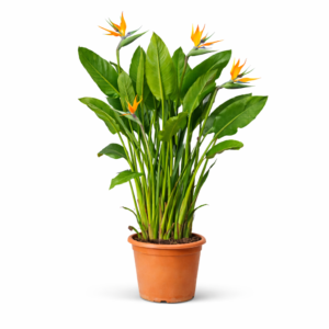 Strelitzia Reginae – 150 cm