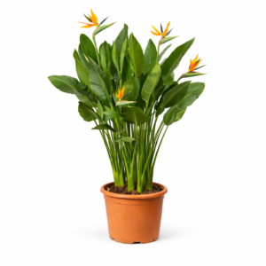 Strelitzia Reginae – 200 cm