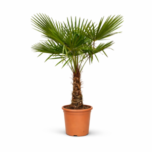 Trachycarpus Fortunei – 170 cm
