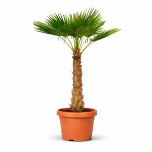 Trachycarpus Fortunei – 220 cm