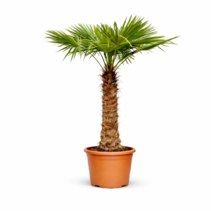 Trachycarpus Fortunei – 230 cm