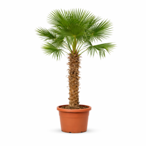 Trachycarpus Fortunei – 270 cm
