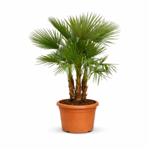 Trachycarpus multi stam – 230 cm