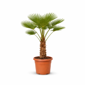 Trachycarpus wagnerianus – 130 cm