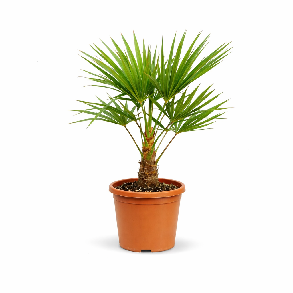 Trachycarpus – 100 cm