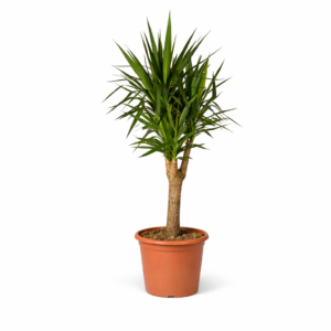 Yucca Elephantipe vertakt – 150 cm