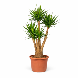 Yucca Elephantipes vertakt – 170 cm