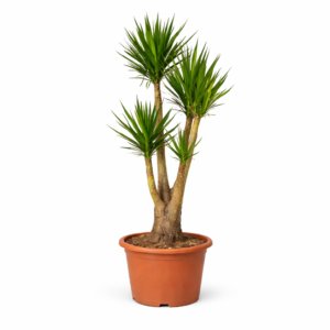Yucca Elephantipes vertakt – 190 cm