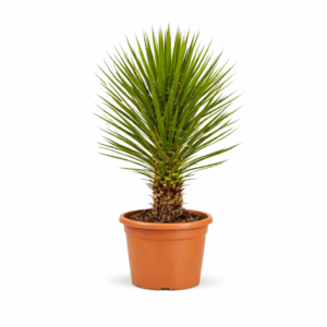 Yucca Filifera Australis – 160 cm