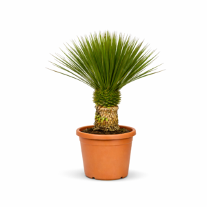 Yucca Rostrata – 100 cm