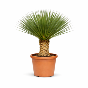 Yucca Rostrata – 120 cm