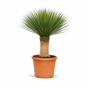 Yucca Rostrata – 140 cm