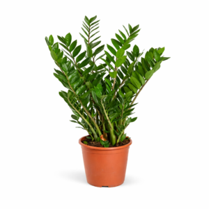 Zamioculcas – 90 cm