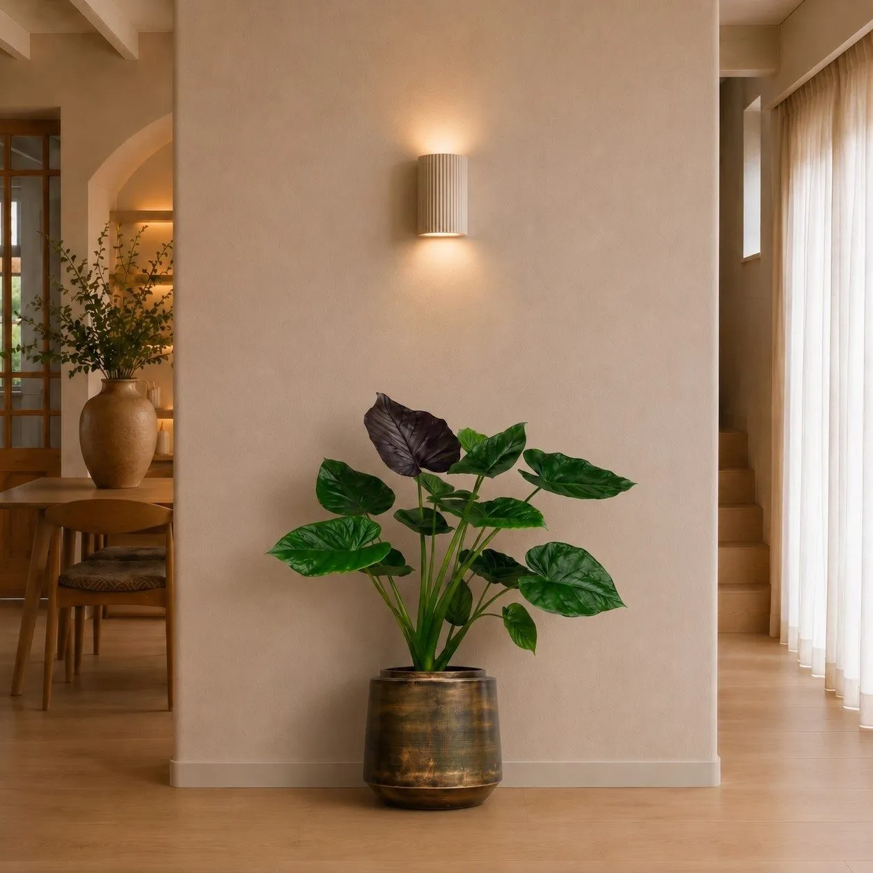 Alocasia Wentii - 120 cm Alocasia Wentii - 120 cm