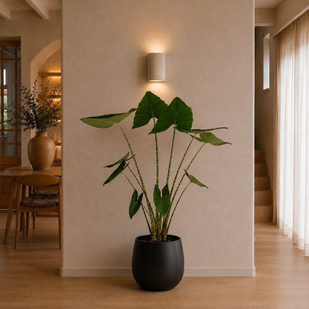 Alocasia Zebrina - 130 cm