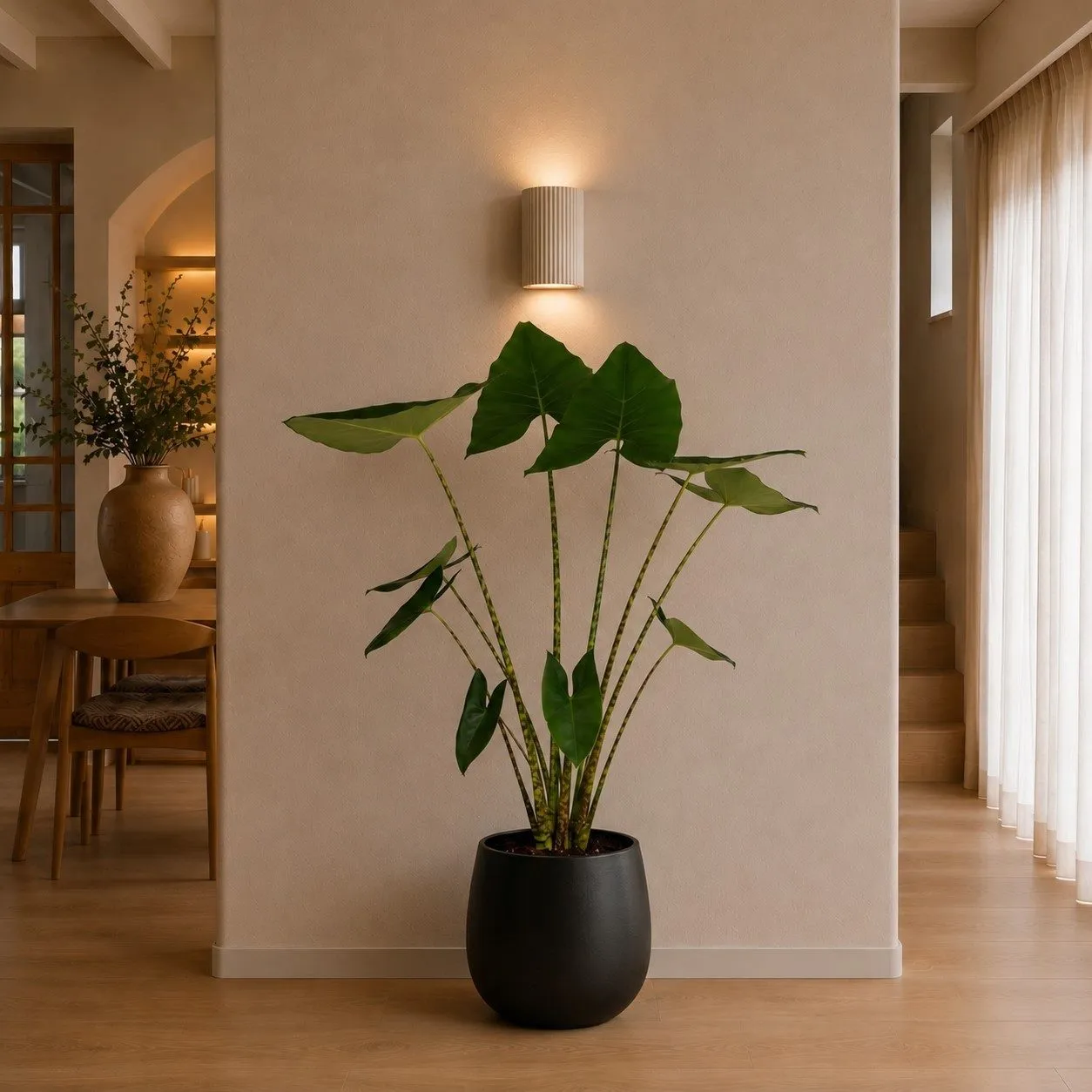 Alocasia Zebrina - 130 cm Alocasia Zebrina - 130 cm