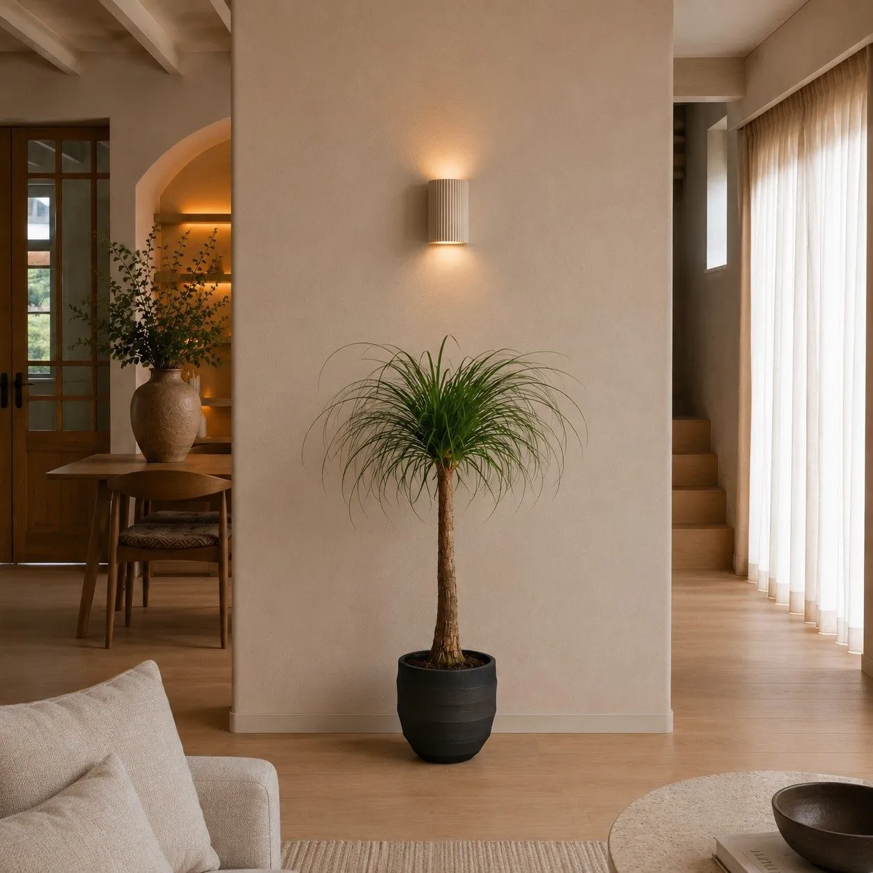 Beaucarnea stam - 120 cm