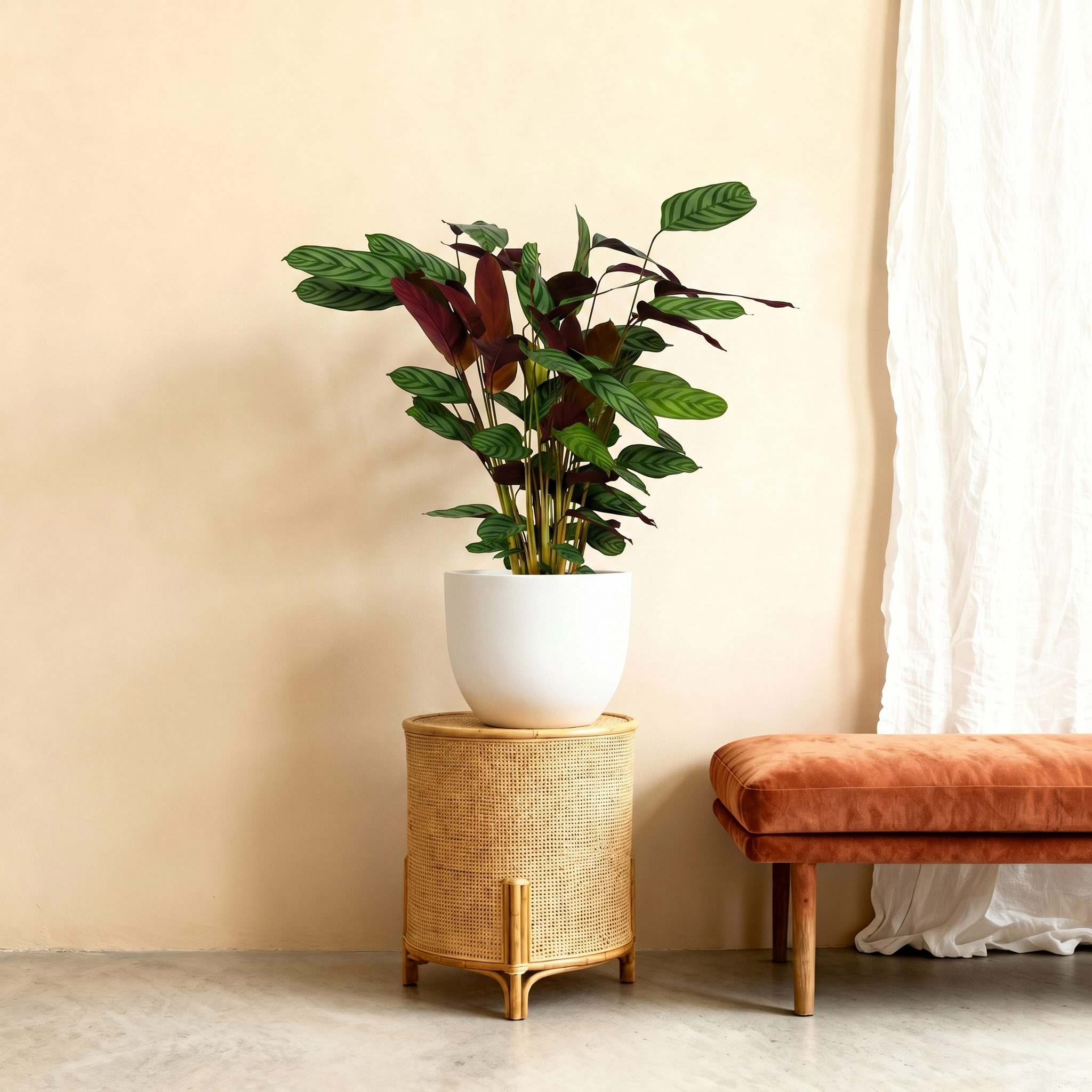 Calathea Compactstar - 80 cm Calathea Compactstar - 80 cm
