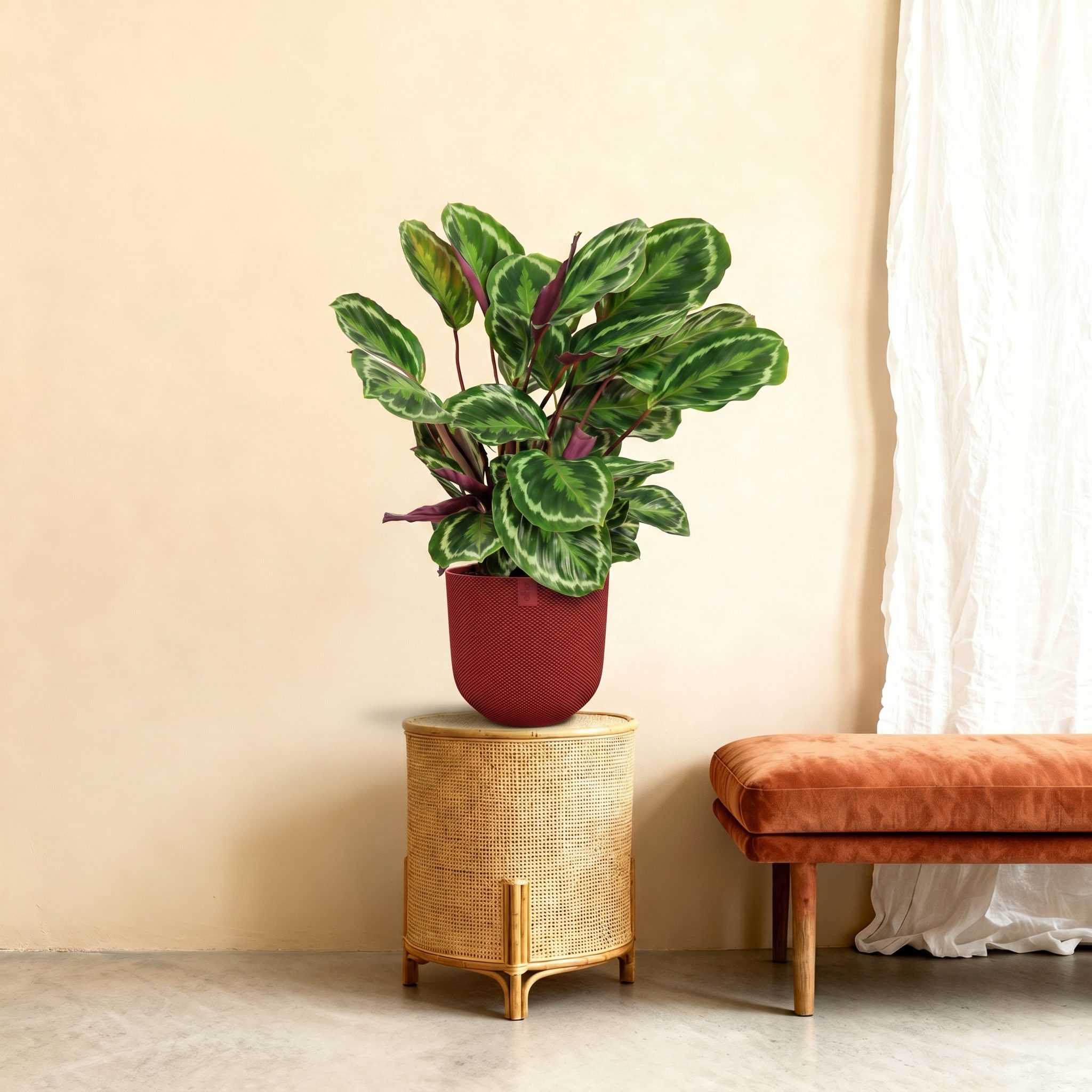Calathea Medallion – 80 cm