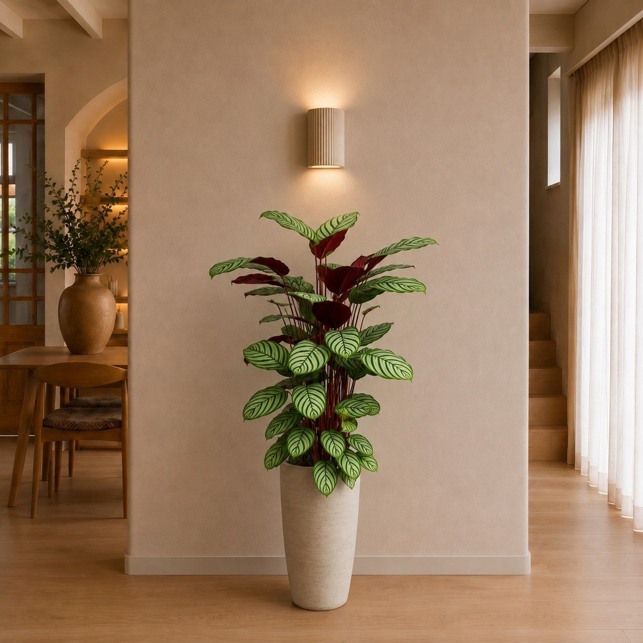 Calathea Oppenheimiana – 130 cm Calathea Oppenheimiana – 130 cm