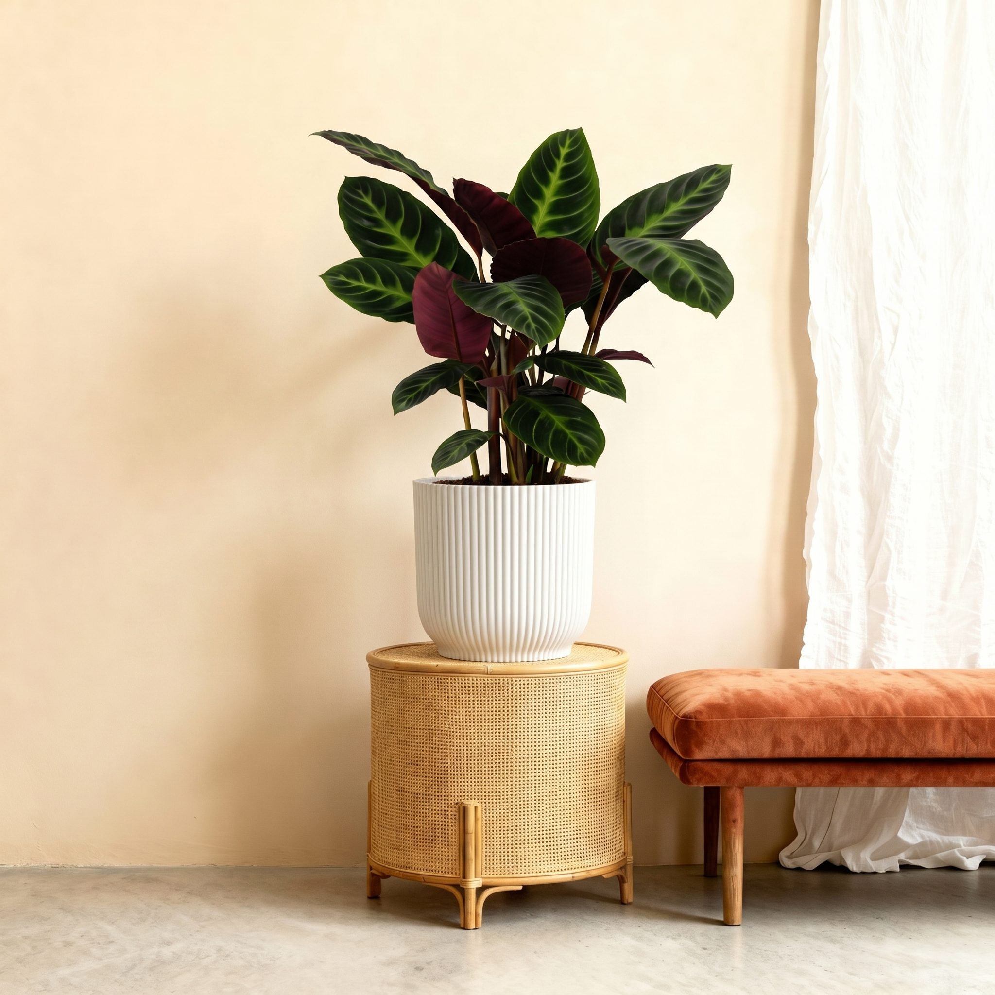 Calathea Warscewiczii – 90 cm
