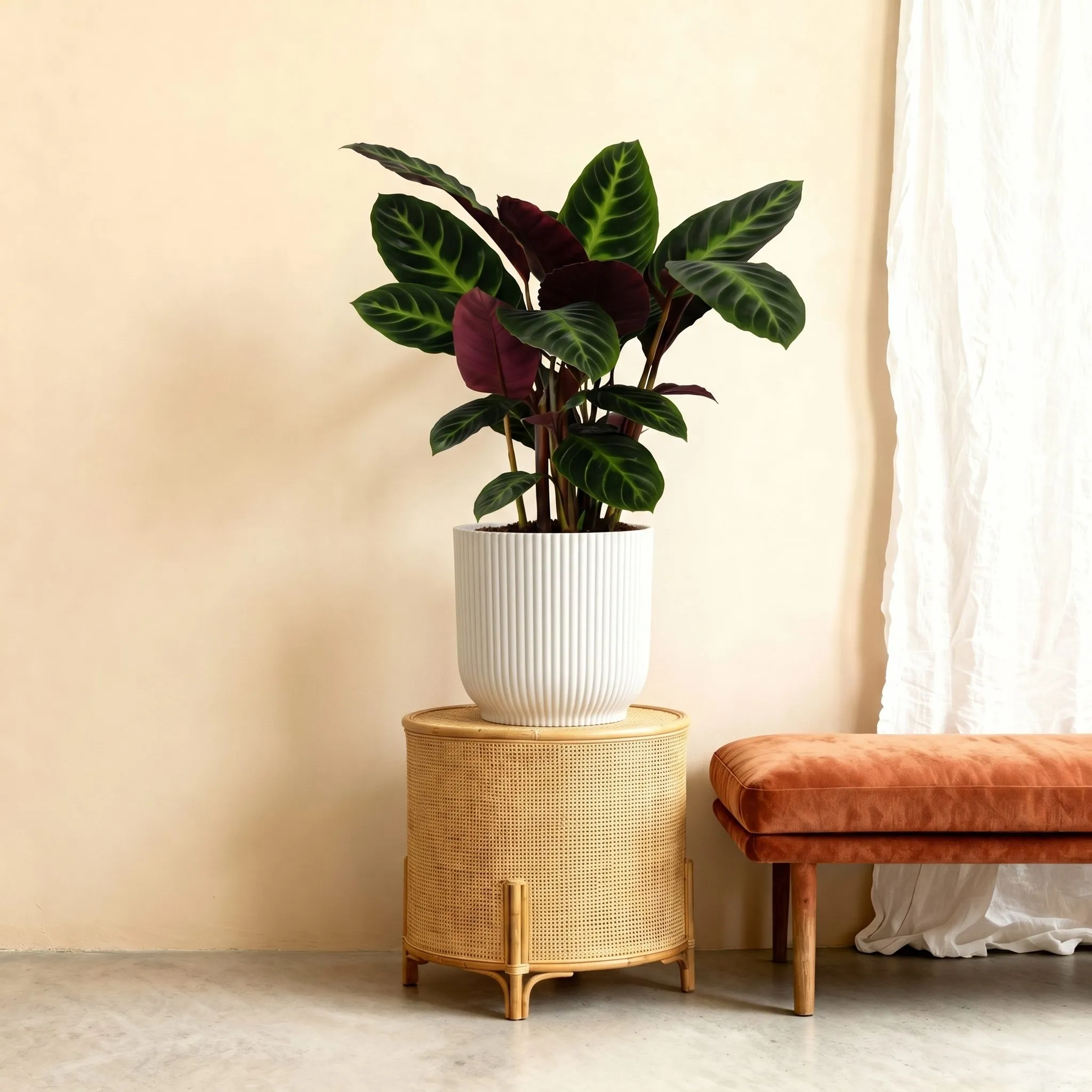 Calathea Warscewiczii – 90 cm Calathea Warscewiczii – 90 cm