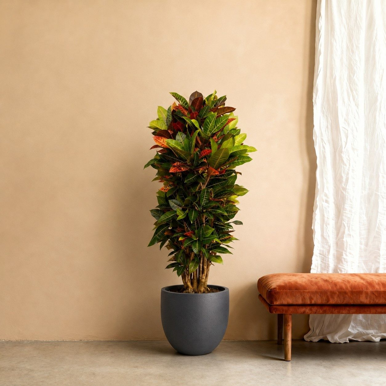 Codiaeum Petra - 180 cm Codiaeum Petra - 180 cm