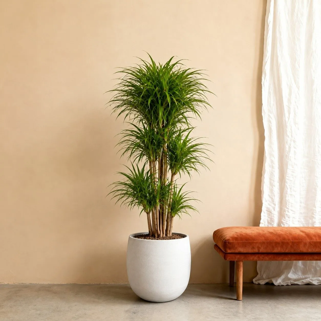 Dracaena Anita vertakt - 160 cm Dracaena Anita vertakt - 160 cm