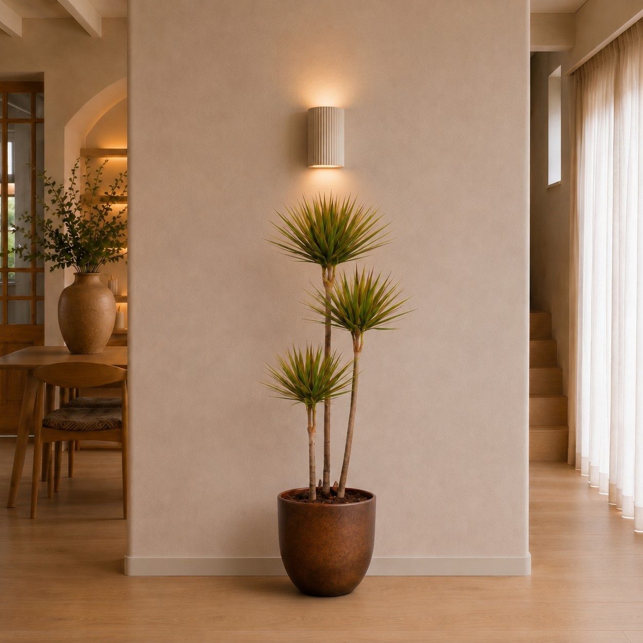 Dracaena Bicolor - 150 cm Dracaena Bicolor - 150 cm