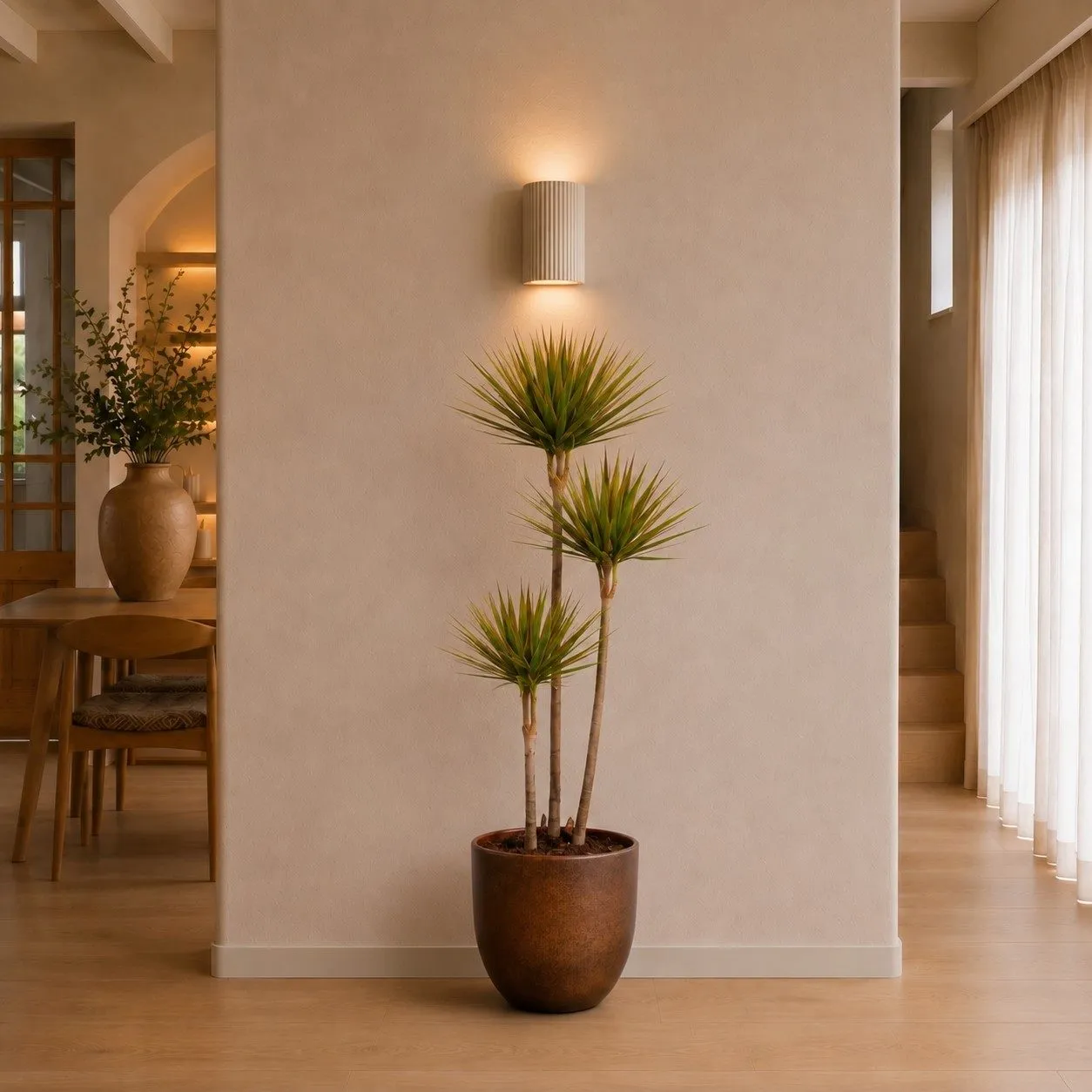 Dracaena Bicolor - 150 cm Dracaena Bicolor - 150 cm