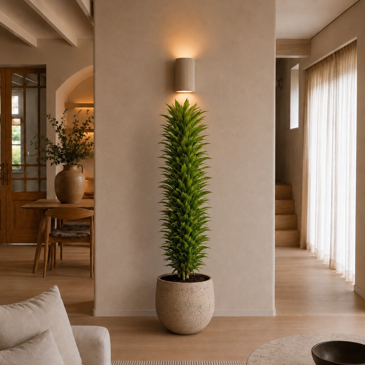 Dracaena Cintho vertakt - 210 cm Dracaena Cintho vertakt - 210 cm