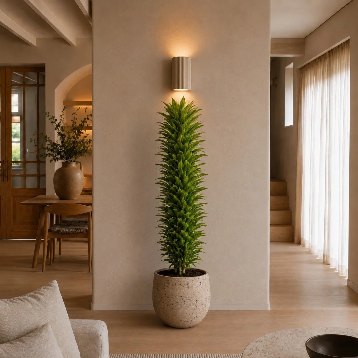 Dracaena Cintho vertakt - 210 cm