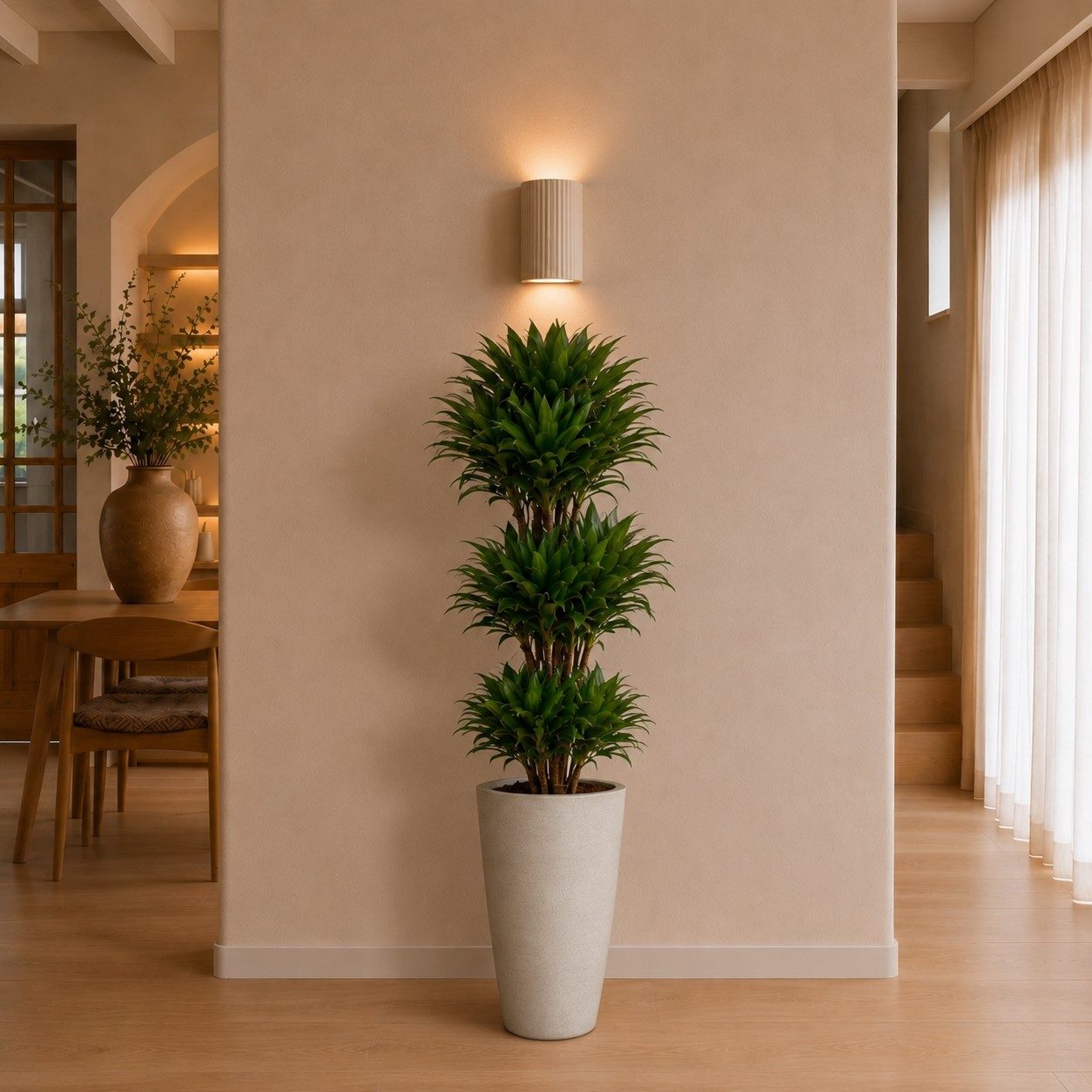Dracaena Compacta - 140 cm Dracaena Compacta - 140 cm