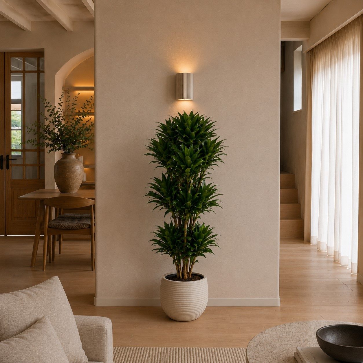 Dracaena Compacta vertakt - 140 cm Dracaena Compacta vertakt - 140 cm