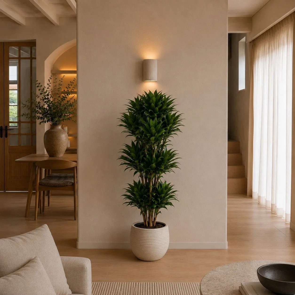 Dracaena Compacta vertakt - 140 cm Dracaena Compacta vertakt - 140 cm