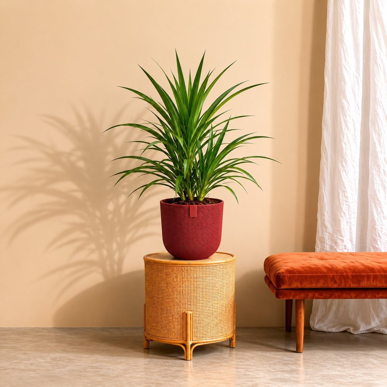 Dracaena Draco - 100 cm Dracaena Draco - 100 cm